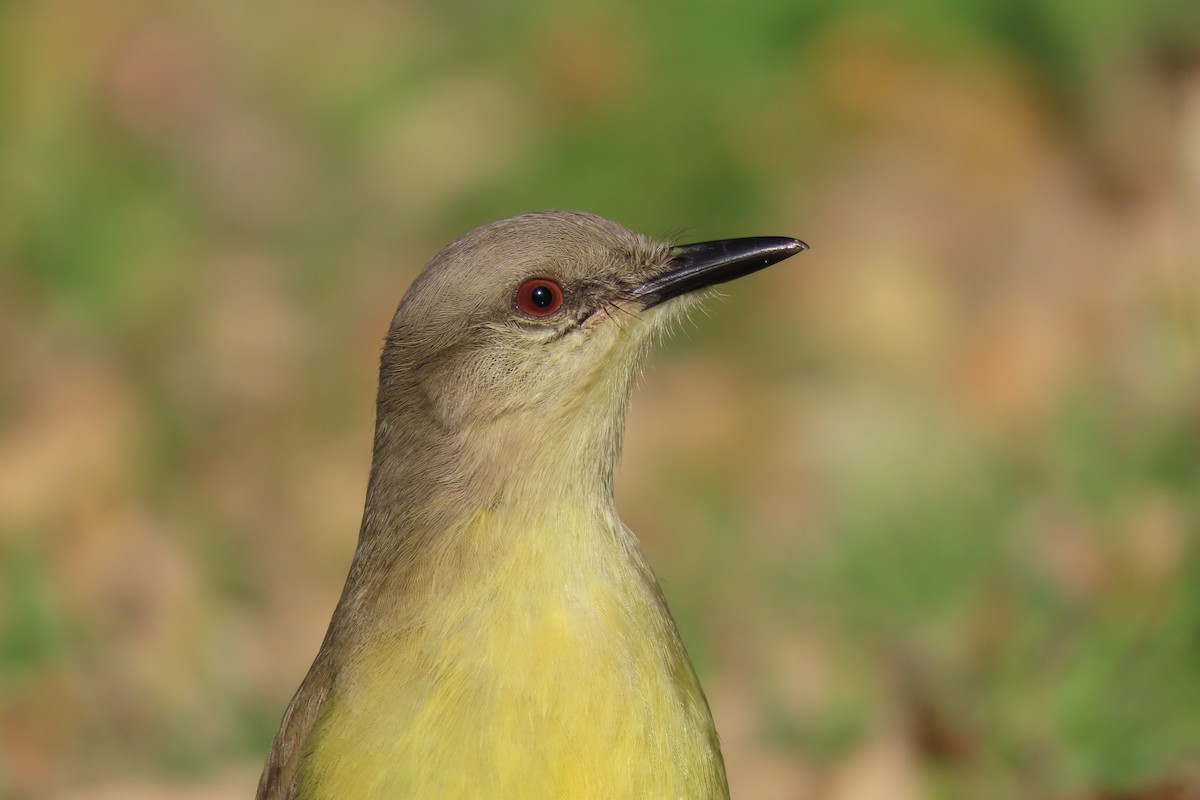 Cattle Tyrant - ML639303046