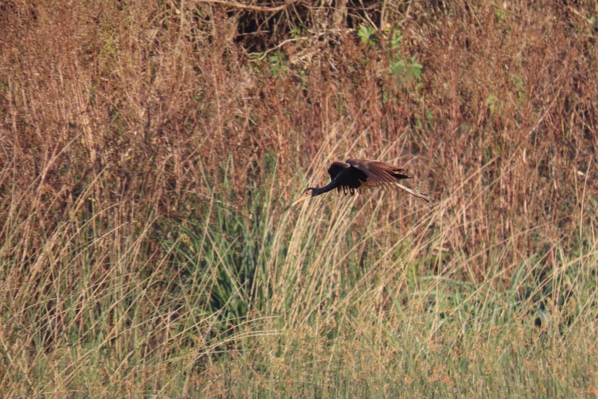 Limpkin - ML639303052