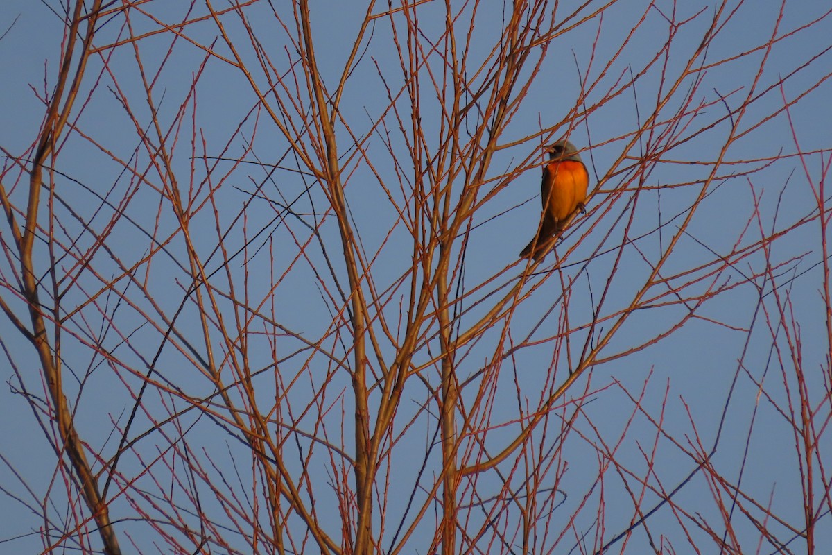 Blue-and-yellow Tanager - ML639303056