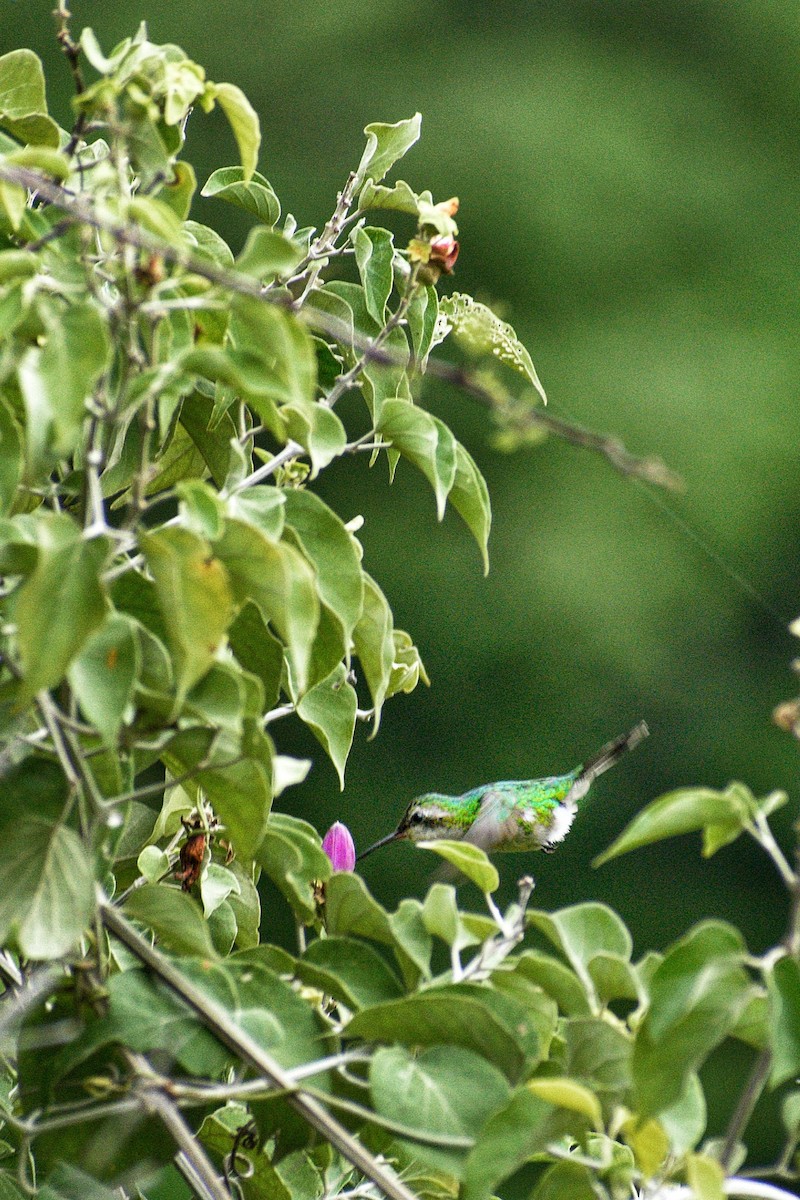Golden-crowned Emerald - ML639303067