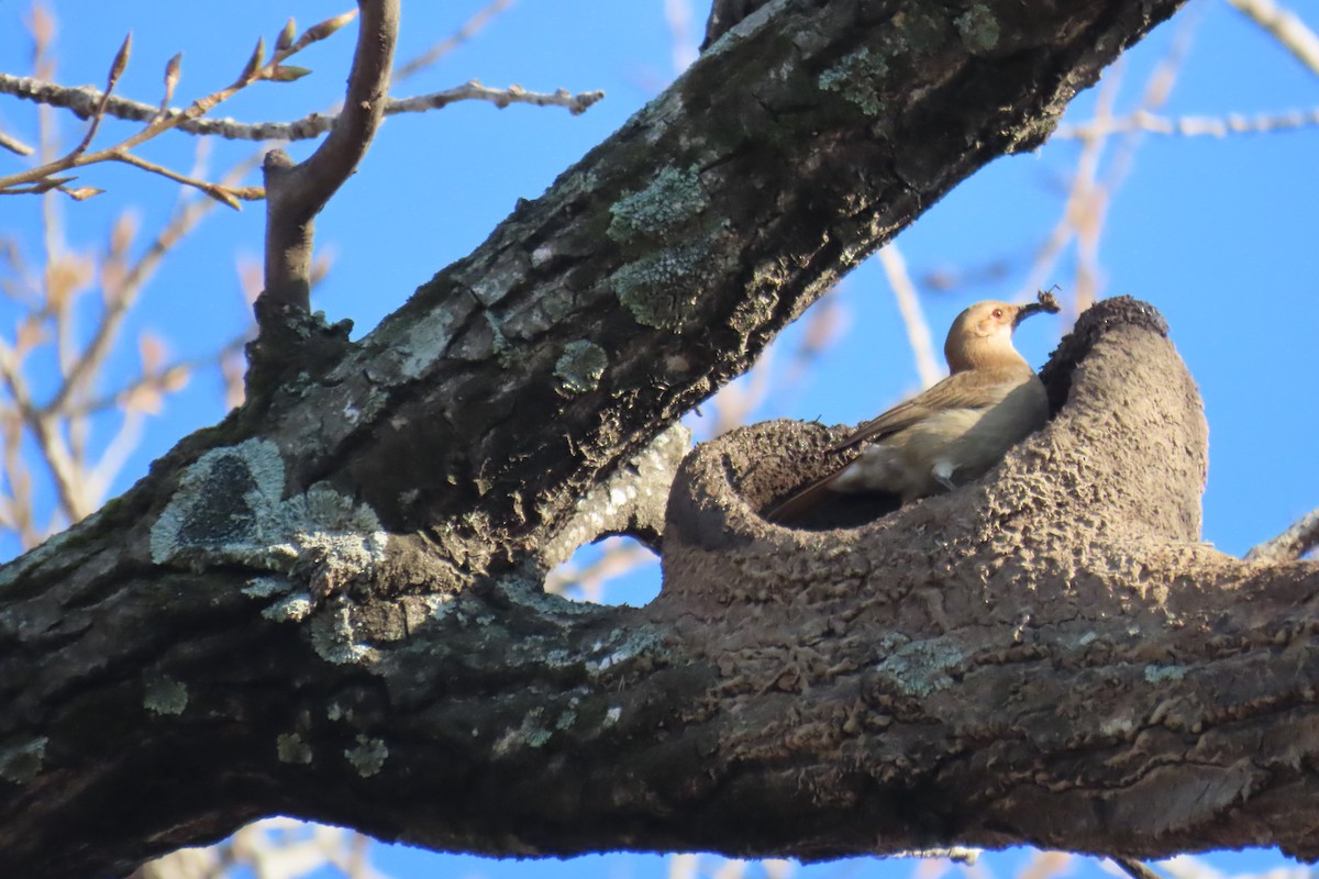 Rufous Hornero - ML639303074