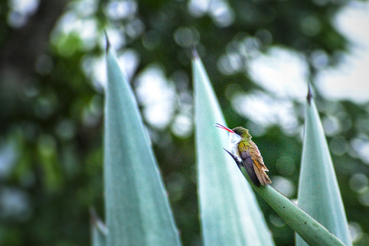 Green-fronted Hummingbird - ML639303076