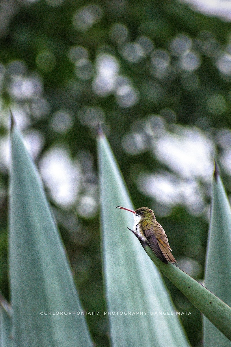 Green-fronted Hummingbird - ML639303077