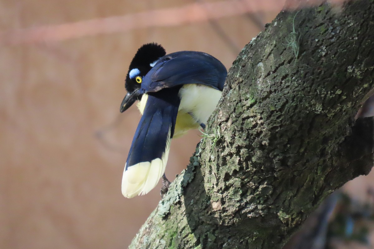 Plush-crested Jay - ML639303084