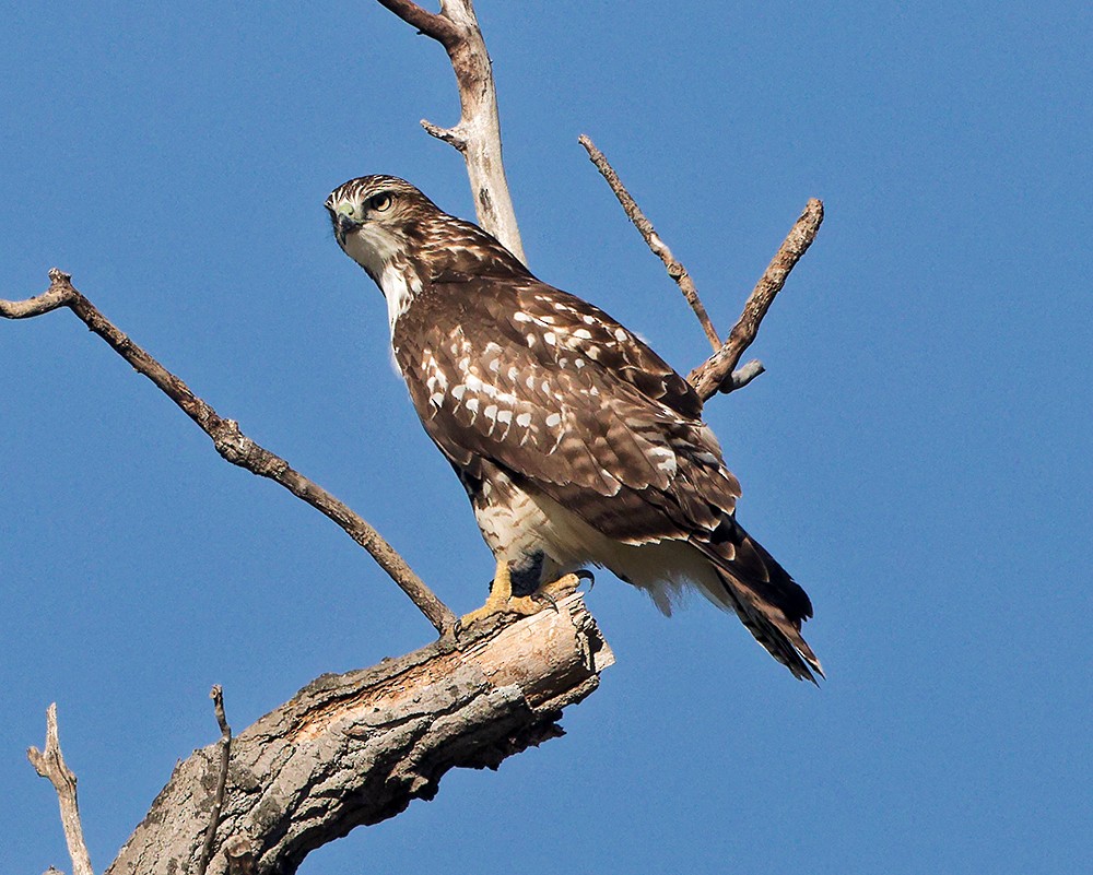 káně rudochvostá (ssp. borealis) - ML639303092