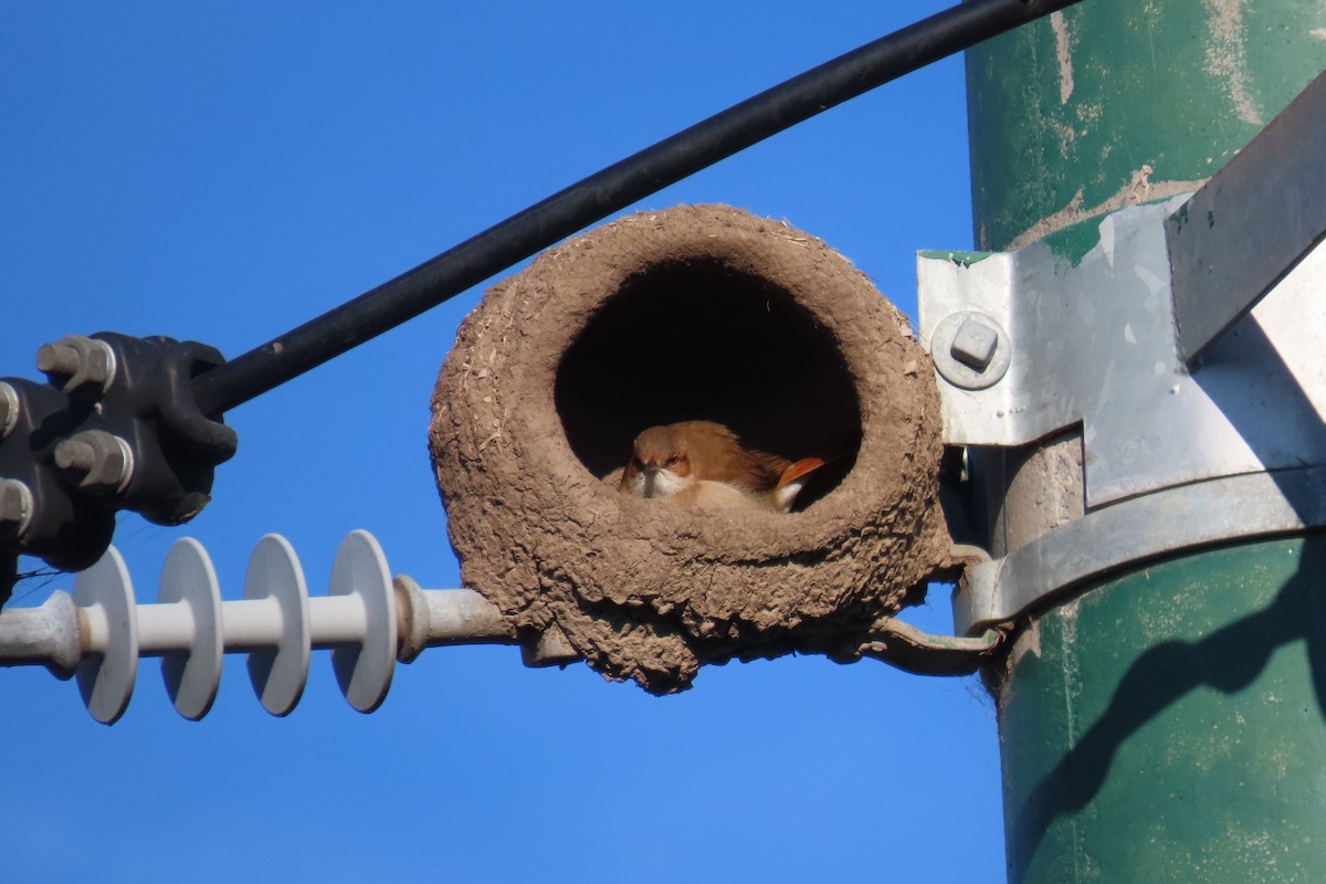 Rufous Hornero - ML639303104