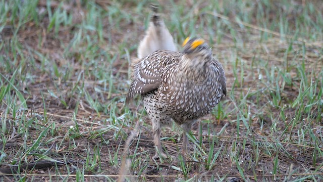 Sharp-tailed Grouse - ML639303107