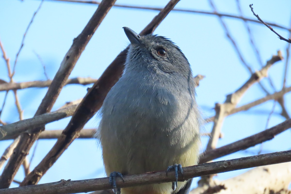 Variable Antshrike - ML639303108