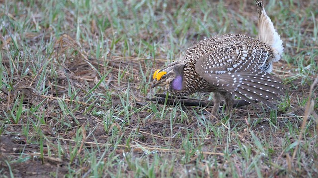 Sharp-tailed Grouse - ML639303116