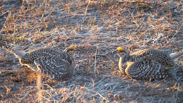 Sharp-tailed Grouse - ML639303117