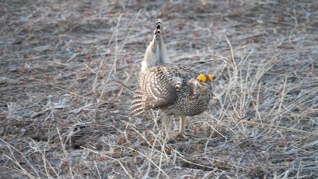 Sharp-tailed Grouse - ML639303120