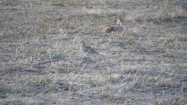 Sharp-tailed Grouse - ML639303122