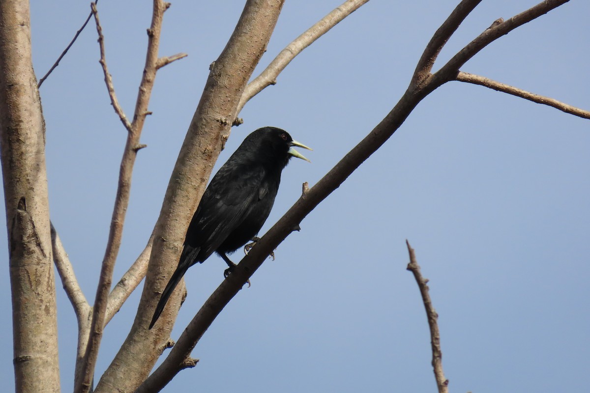 Solitary Black Cacique - ML639303134