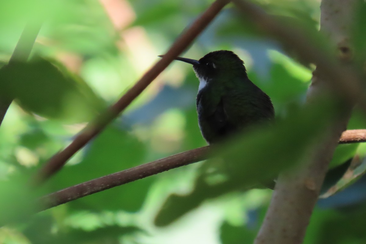 White-throated Hummingbird - ML639303143