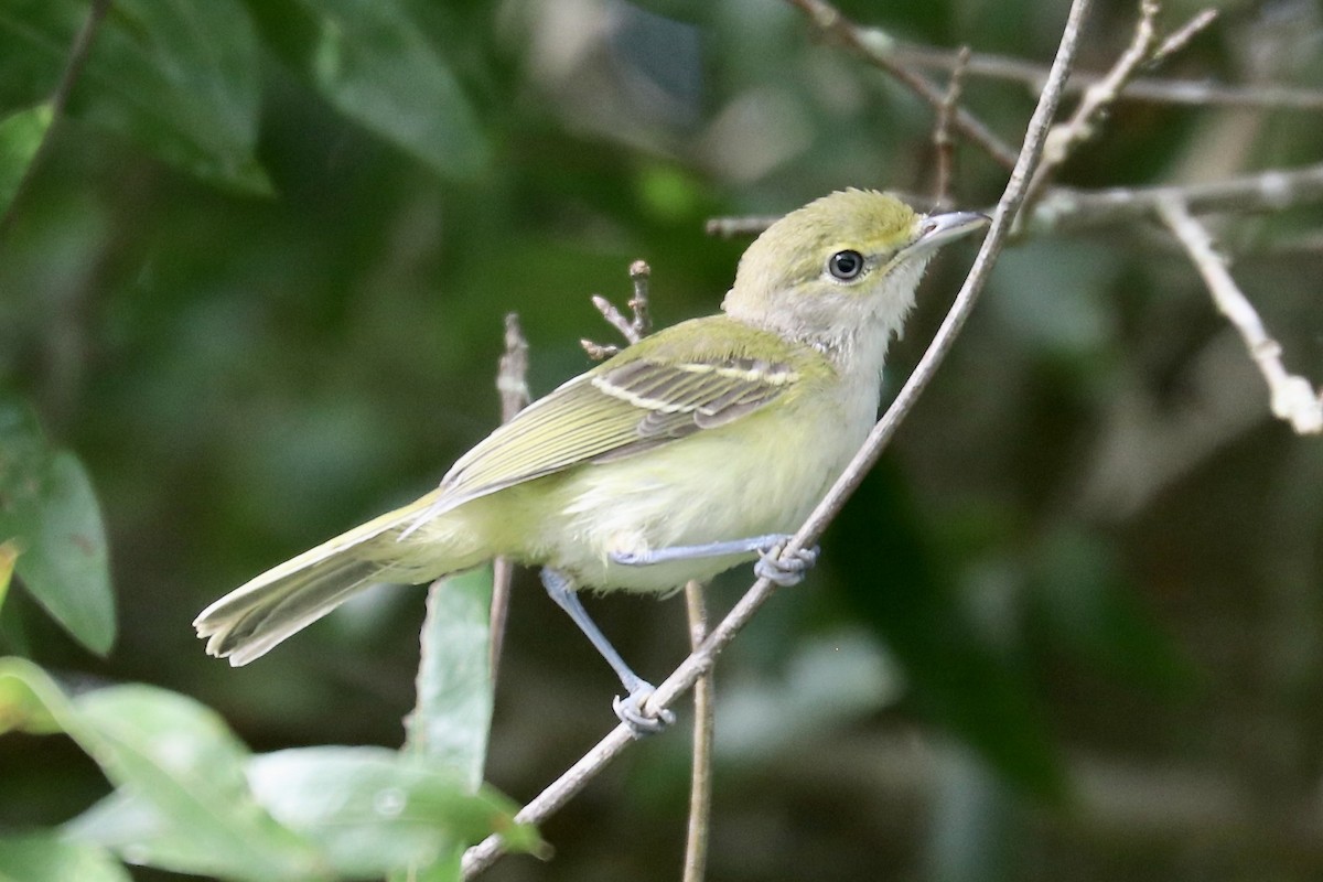 Ak Gözlü Vireo - ML639303181