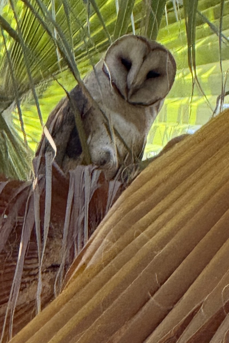 American Barn Owl - ML639303254