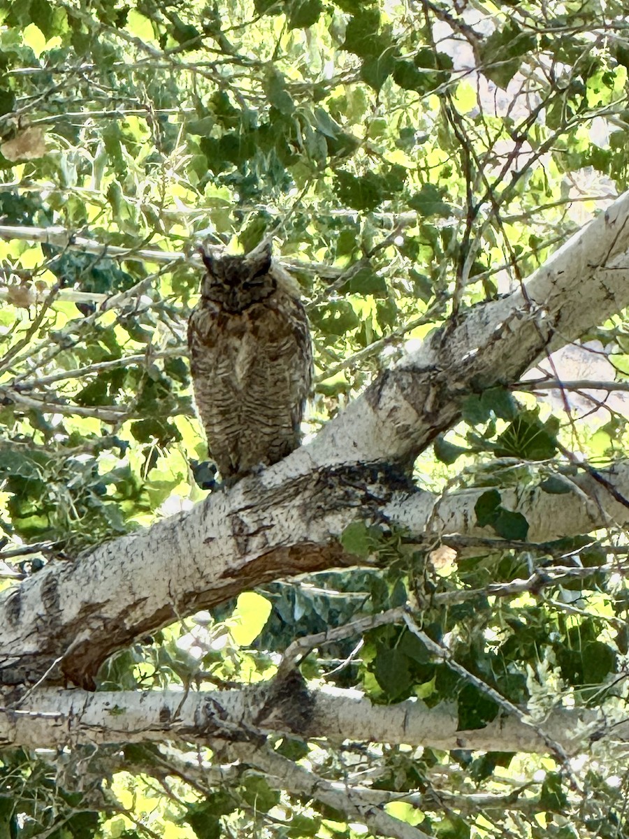 Great Horned Owl - ML639303263