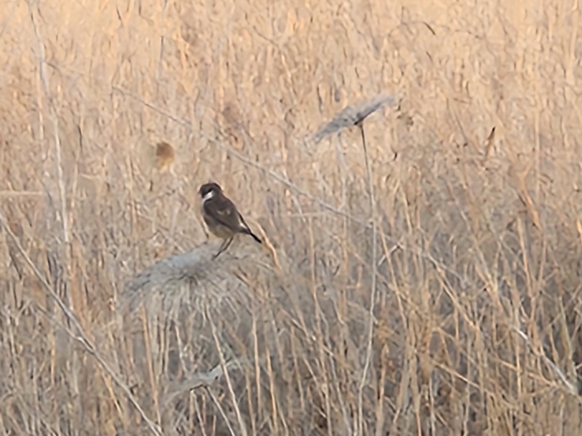 European Stonechat - ML639303507