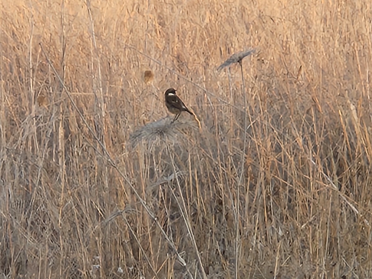 European Stonechat - ML639303508