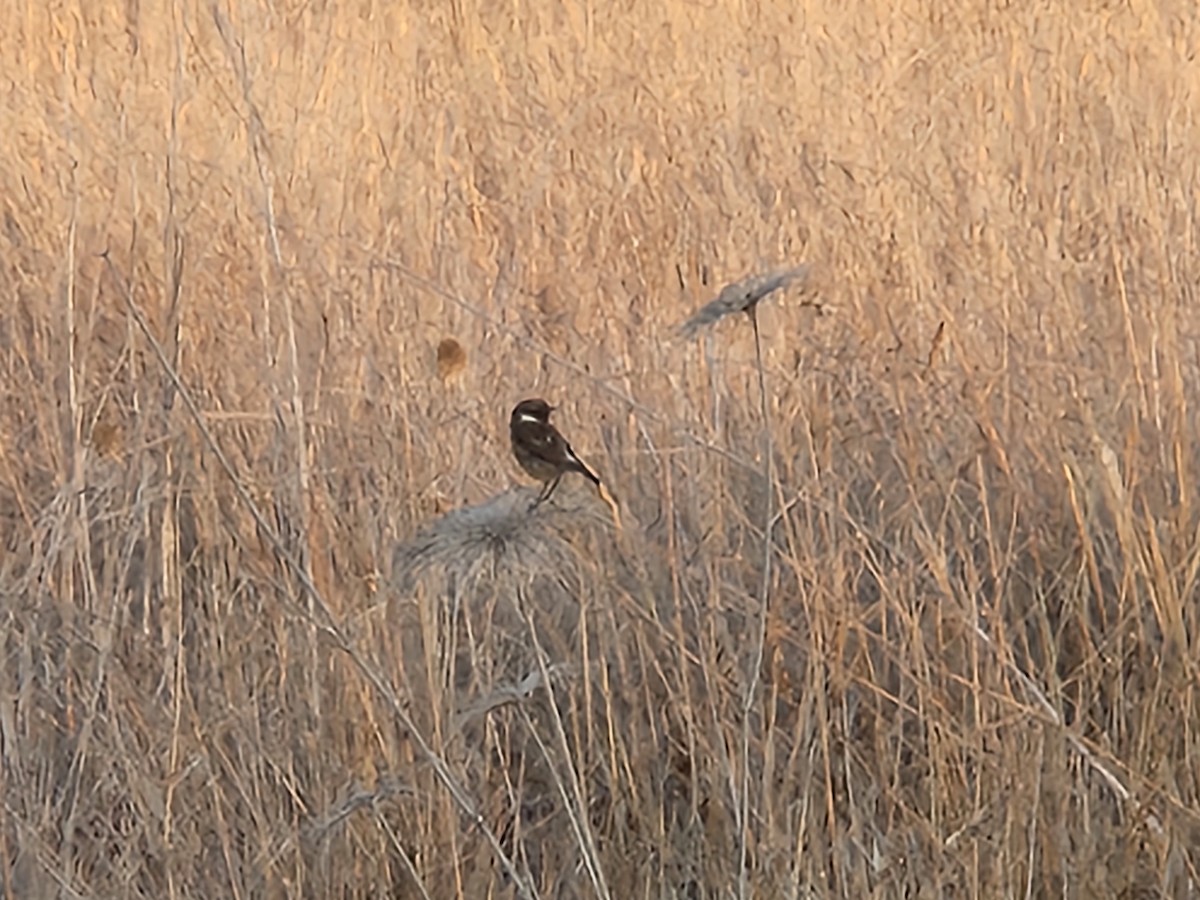 European Stonechat - ML639303509