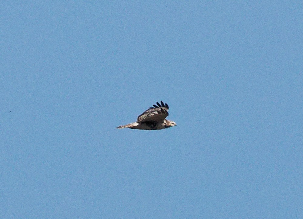 káně rudochvostá (ssp. harlani) - ML639303604