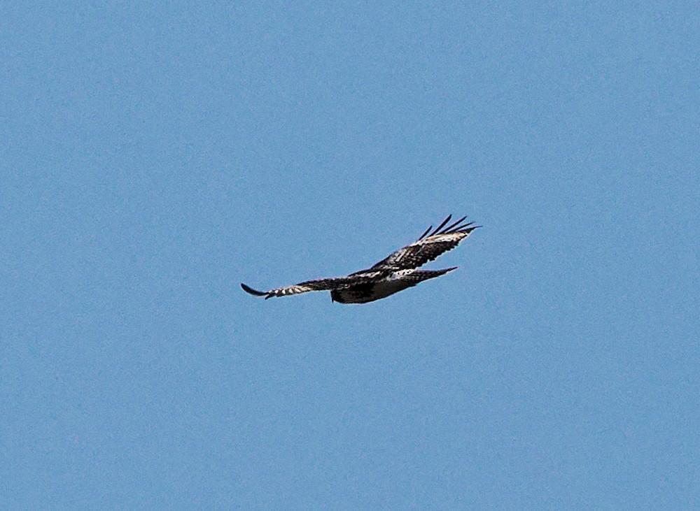 káně rudochvostá (ssp. harlani) - ML639303605