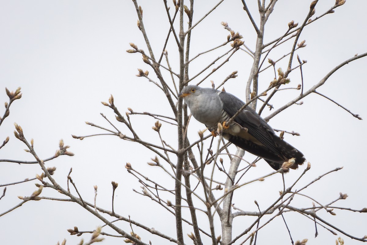 Oriental Cuckoo - ML639303622