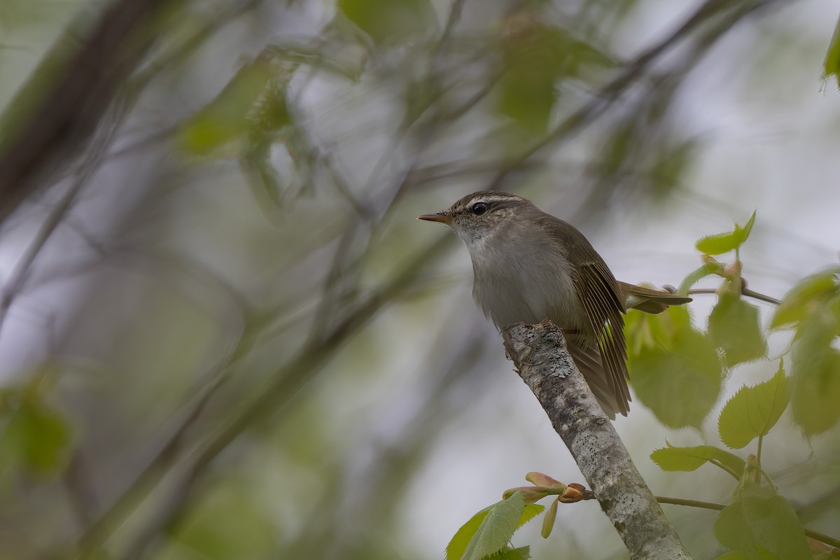 Sakhalin Leaf Warbler - ML639303639