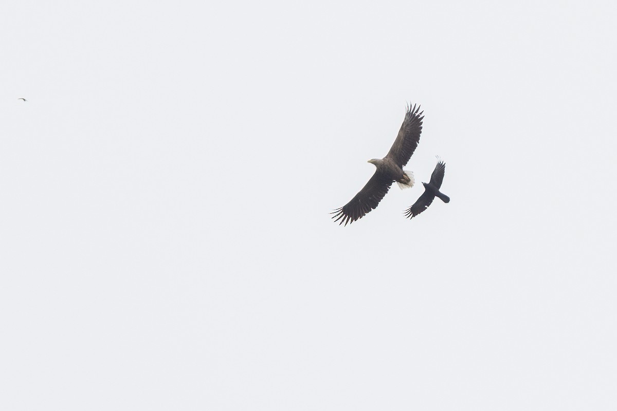 White-tailed Eagle - ML639303654