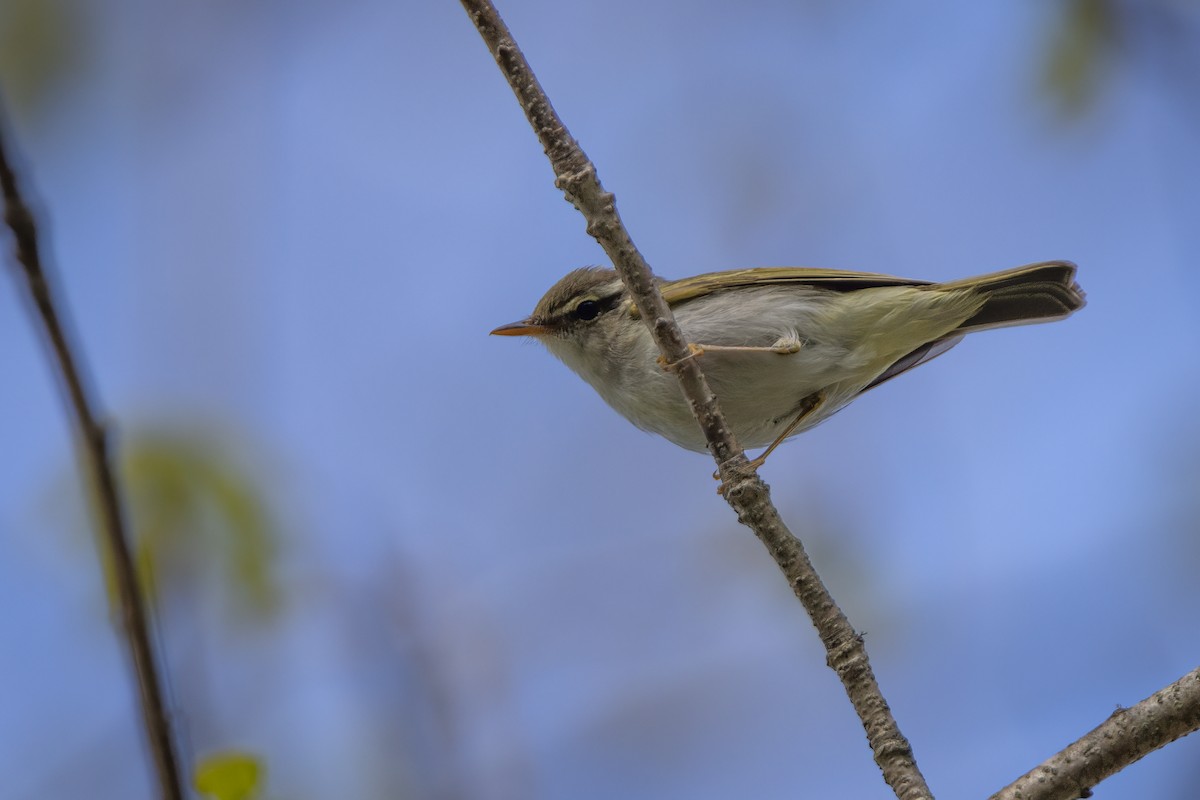 Eastern Crowned Warbler - ML639303672