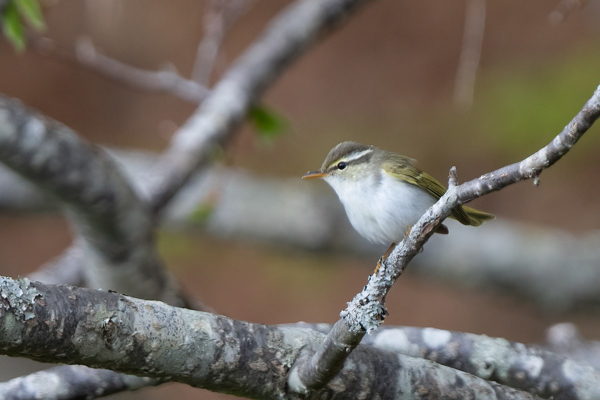 Eastern Crowned Warbler - ML639303679