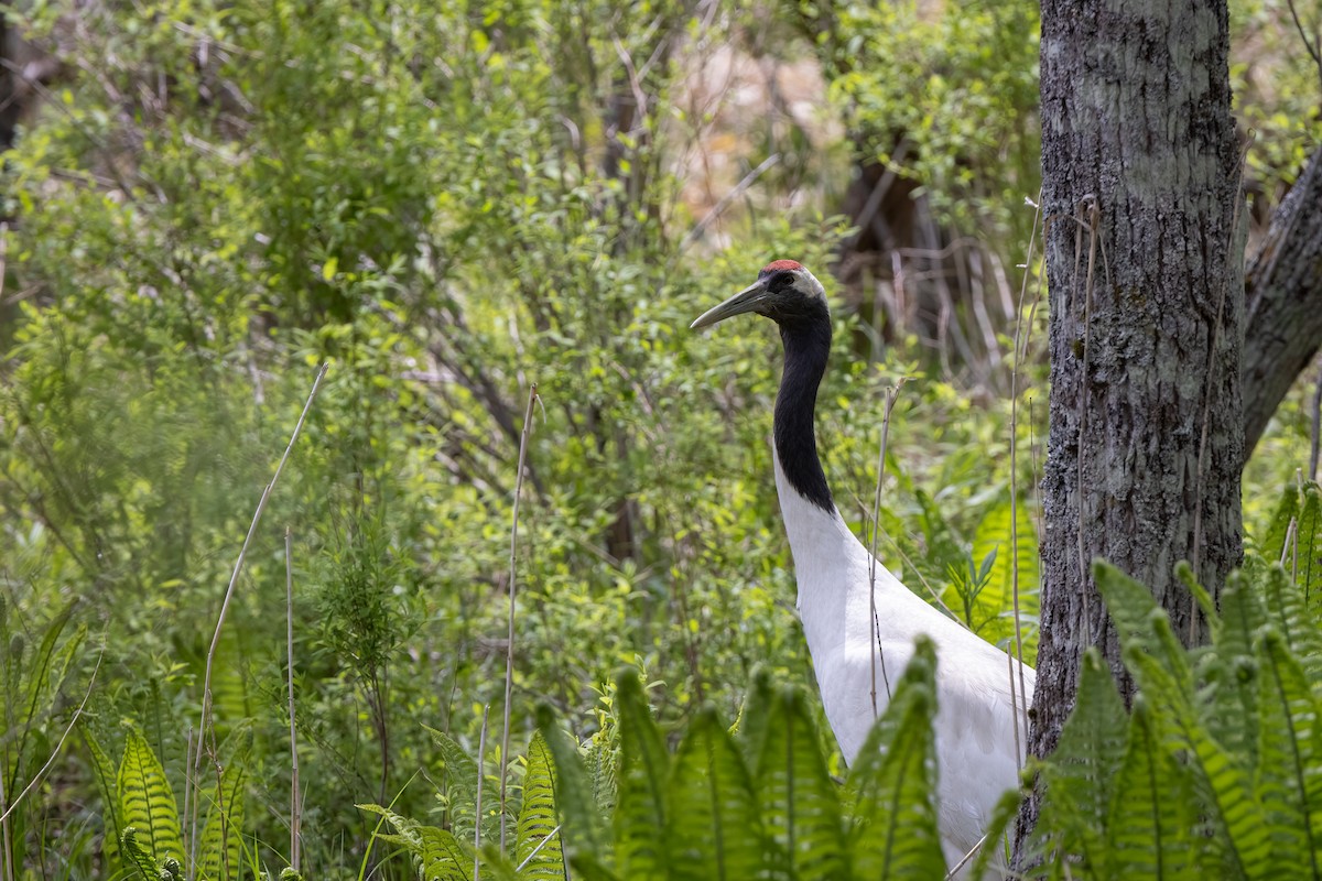 Red-crowned Crane - ML639303764