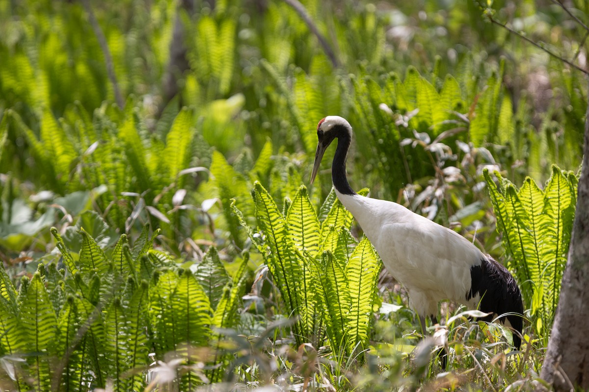 Red-crowned Crane - ML639303766
