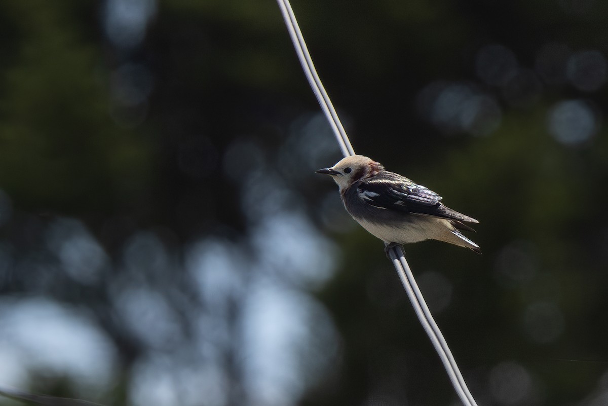 Chestnut-cheeked Starling - ML639303826