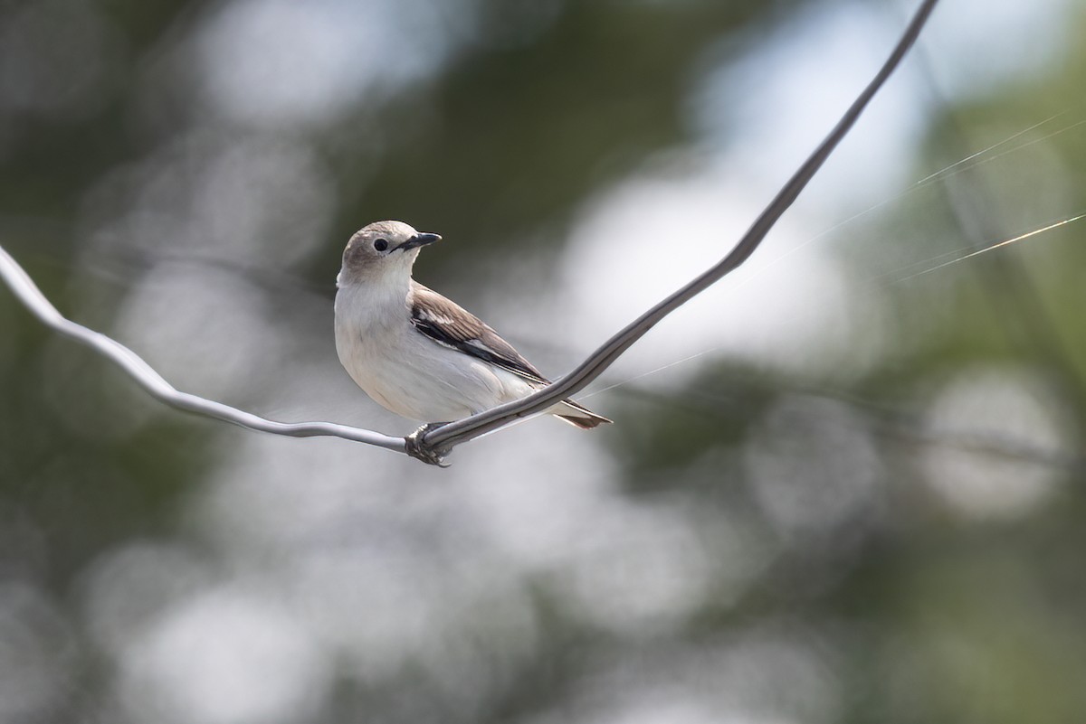 Chestnut-cheeked Starling - ML639303828