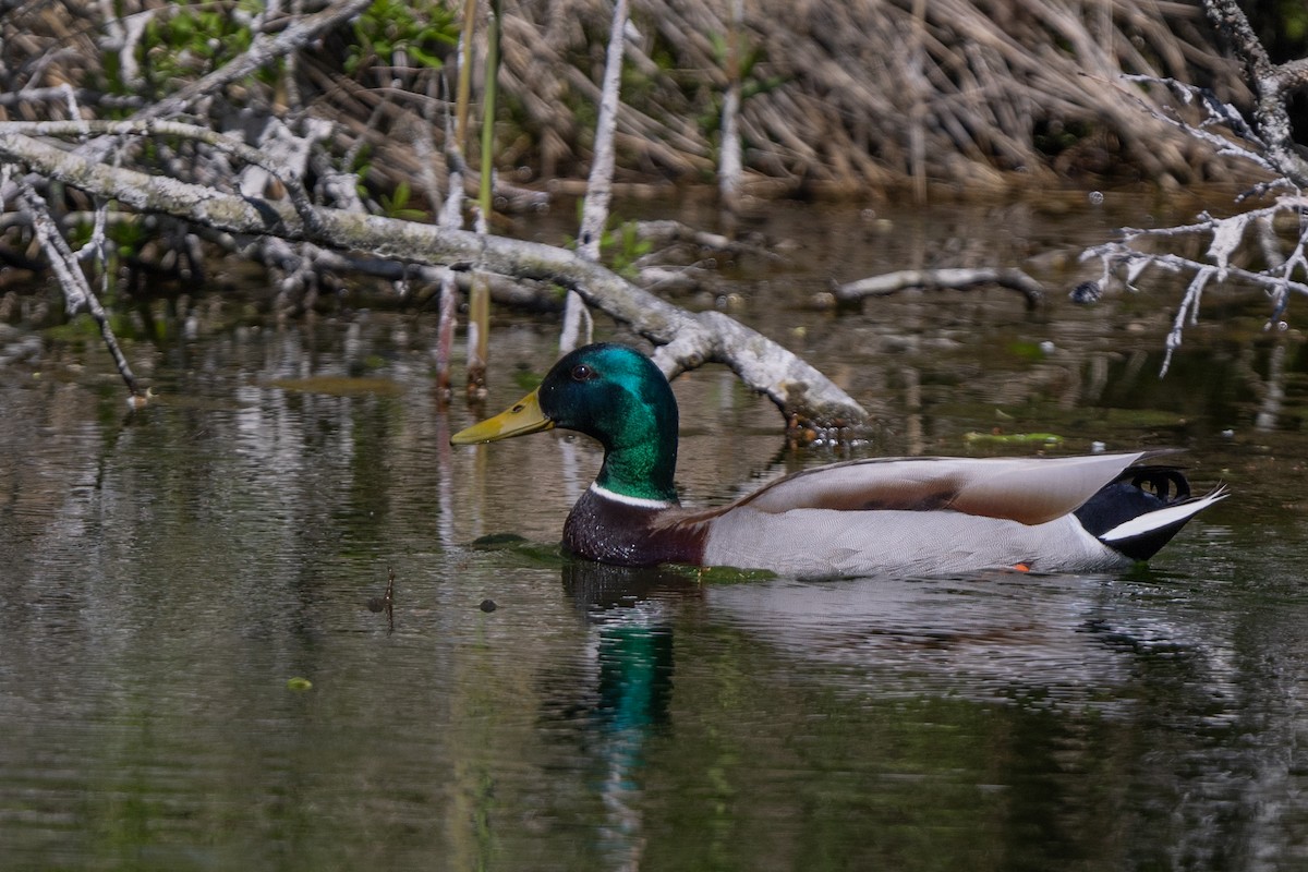 Mallard - ML639303852