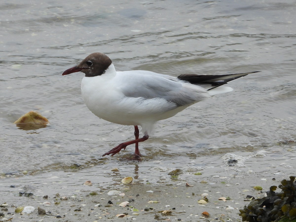 Black-headed Gull - ML639303870