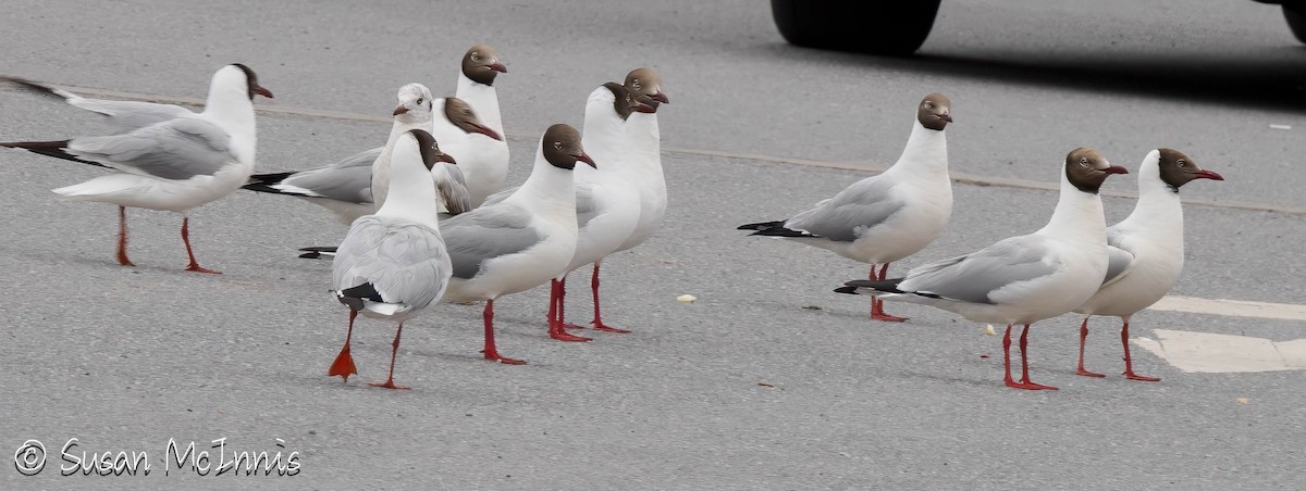 Brown-headed Gull - ML639303877