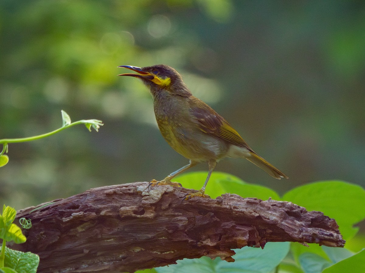 Eastern Wattled-Honeyeater - ML639303878