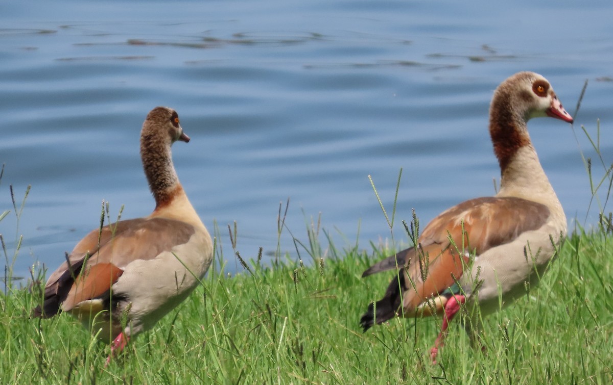 Egyptian Goose - ML639303884
