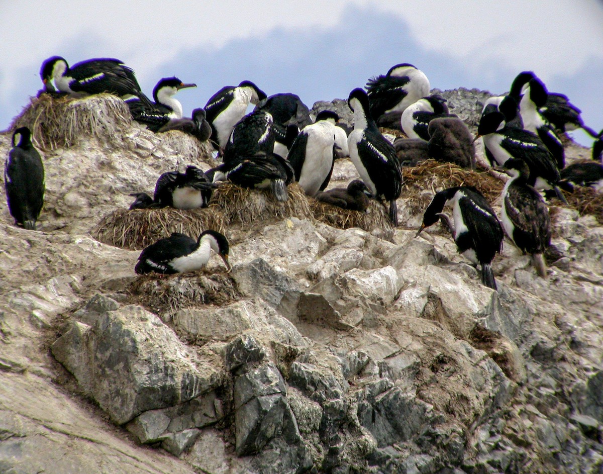 Macquarie Shag - ML639303894