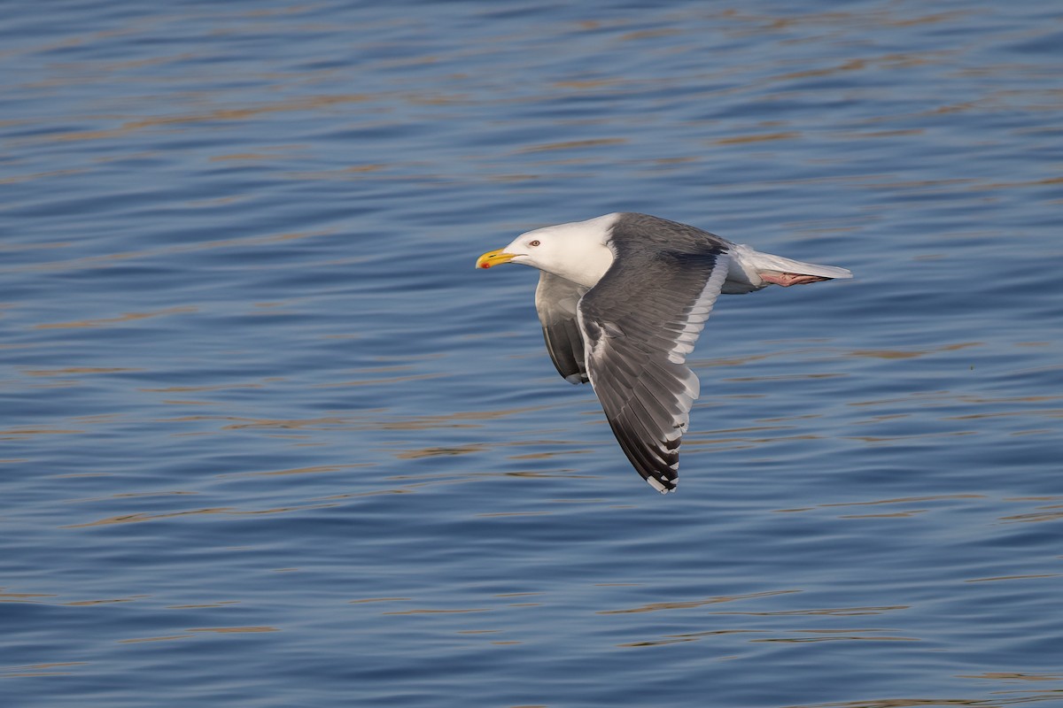 Slaty-backed Gull - ML639303899