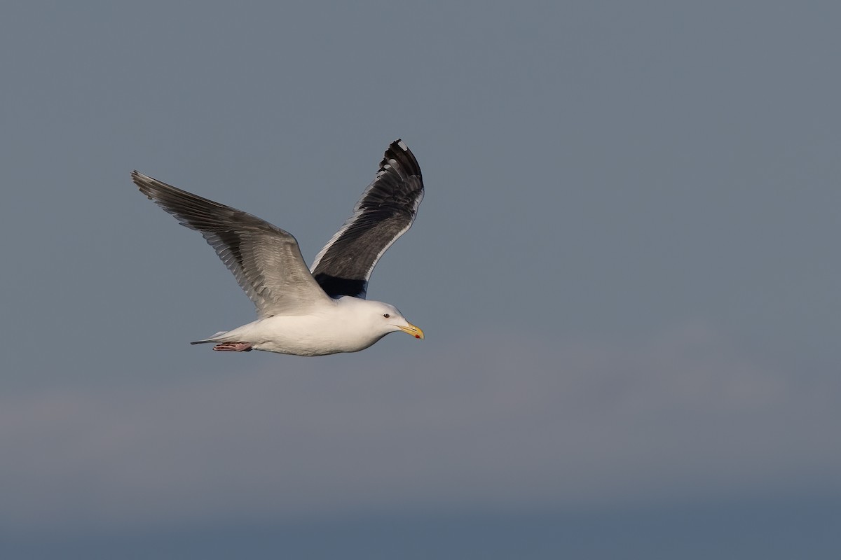 Slaty-backed Gull - ML639303905
