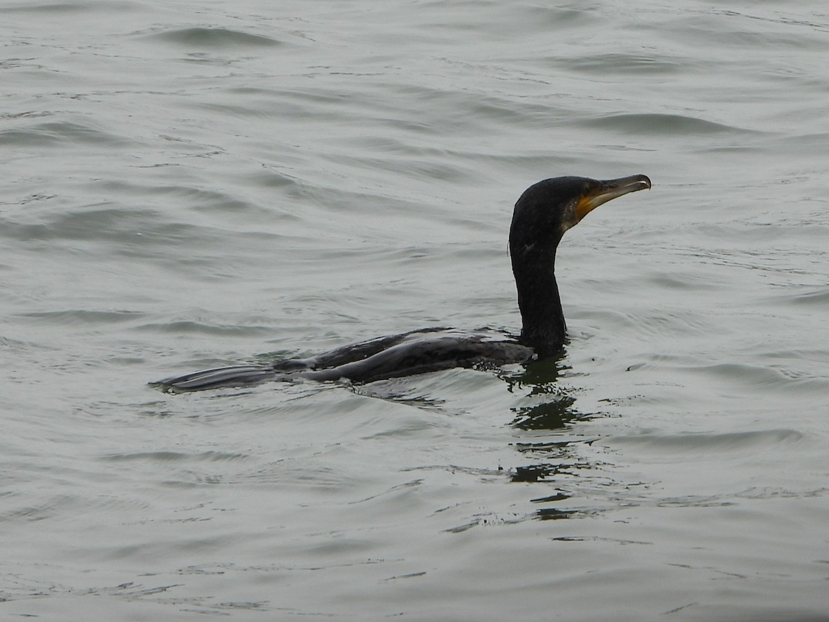 Great Cormorant - ML639303976