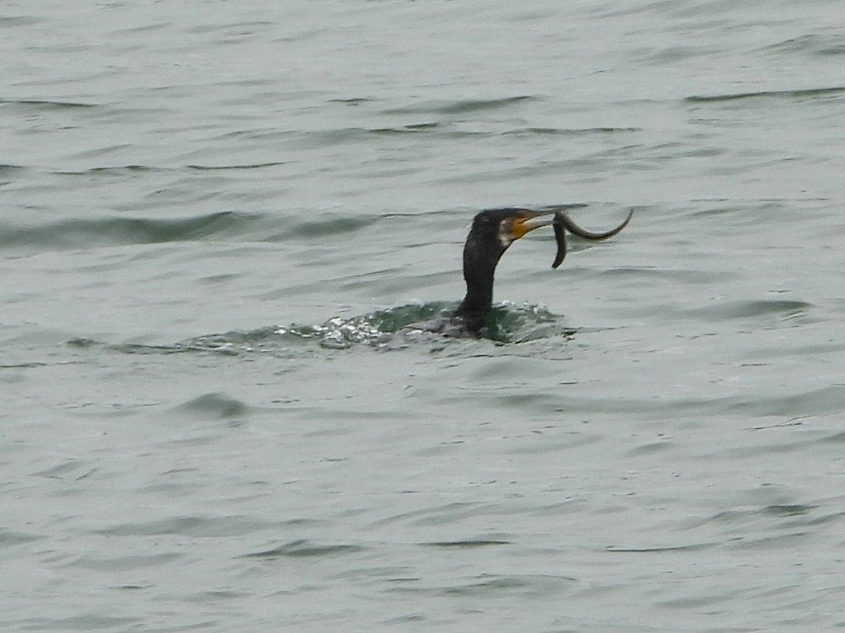 Great Cormorant - ML639303992