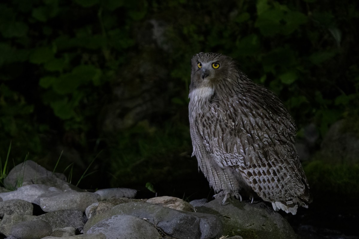 Blakiston's Fish-Owl (blakistoni) - ML639303997