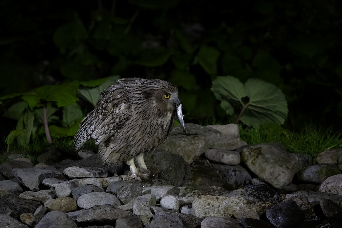 Blakiston's Fish-Owl (blakistoni) - ML639303998