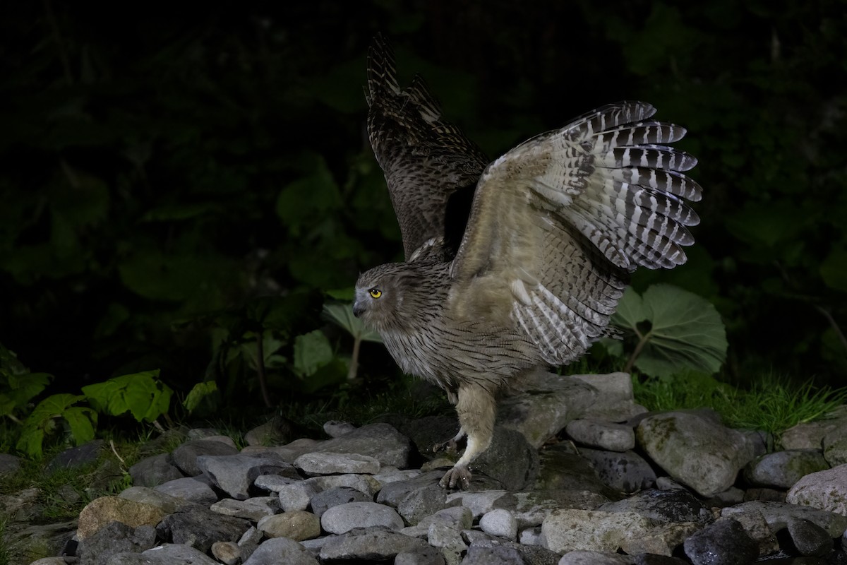 Blakiston's Fish-Owl (blakistoni) - ML639303999