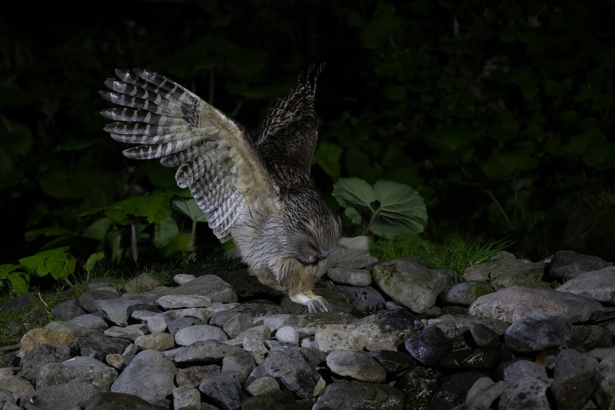 Blakiston's Fish-Owl (blakistoni) - ML639304000