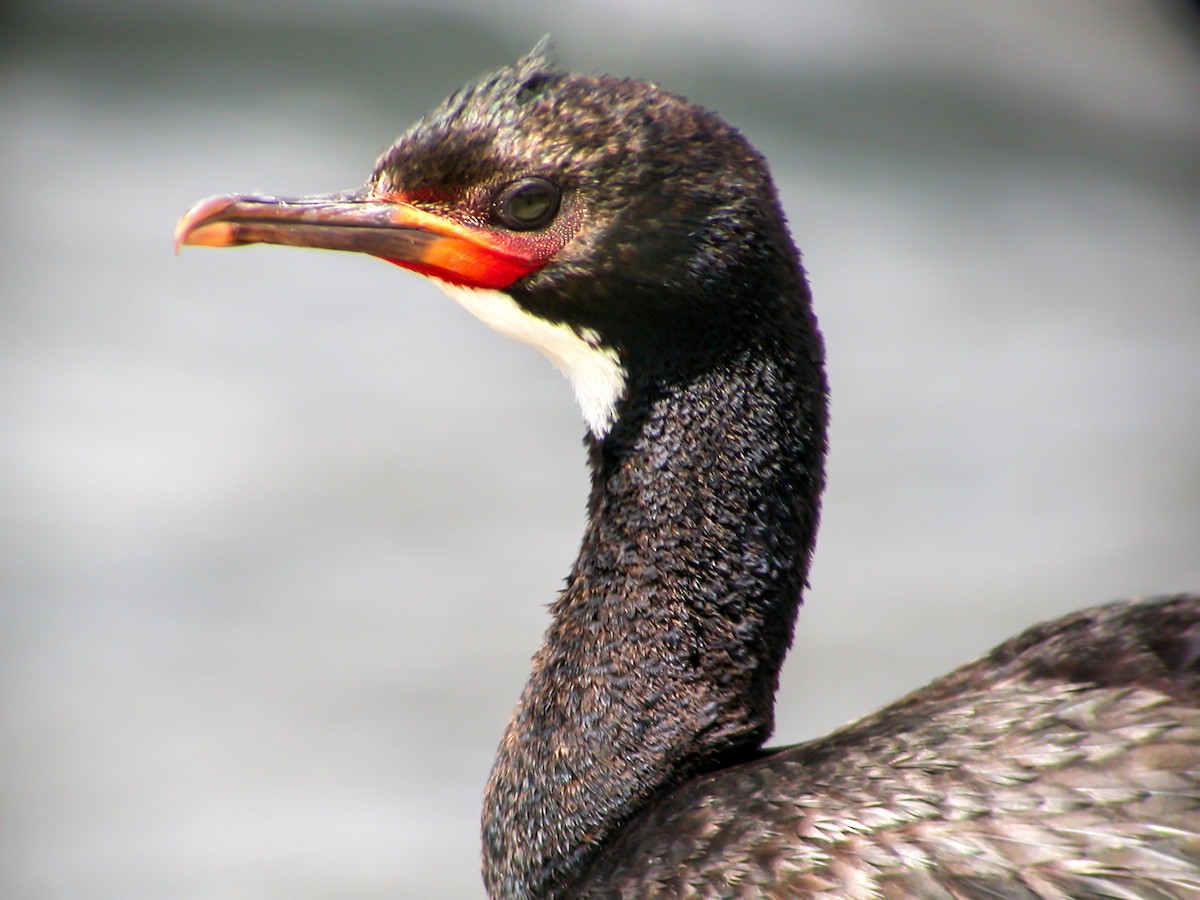 Campbell Islands Shag - ML639304070